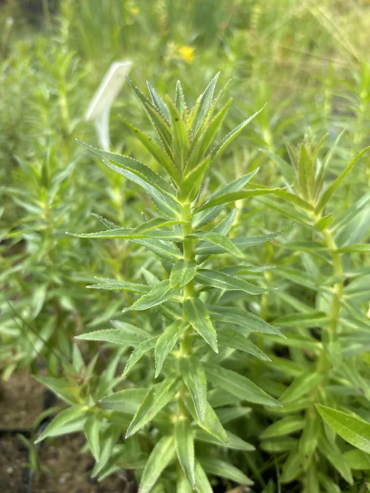Lobelia sessilifolia