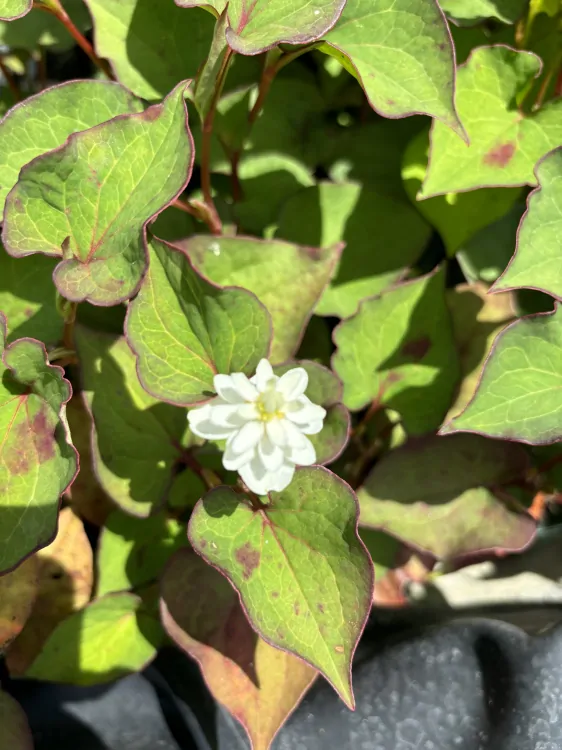 Houttuynia cordata Plena