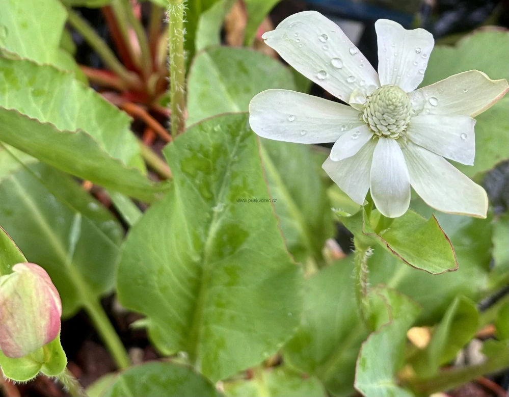 Anemopsis californica