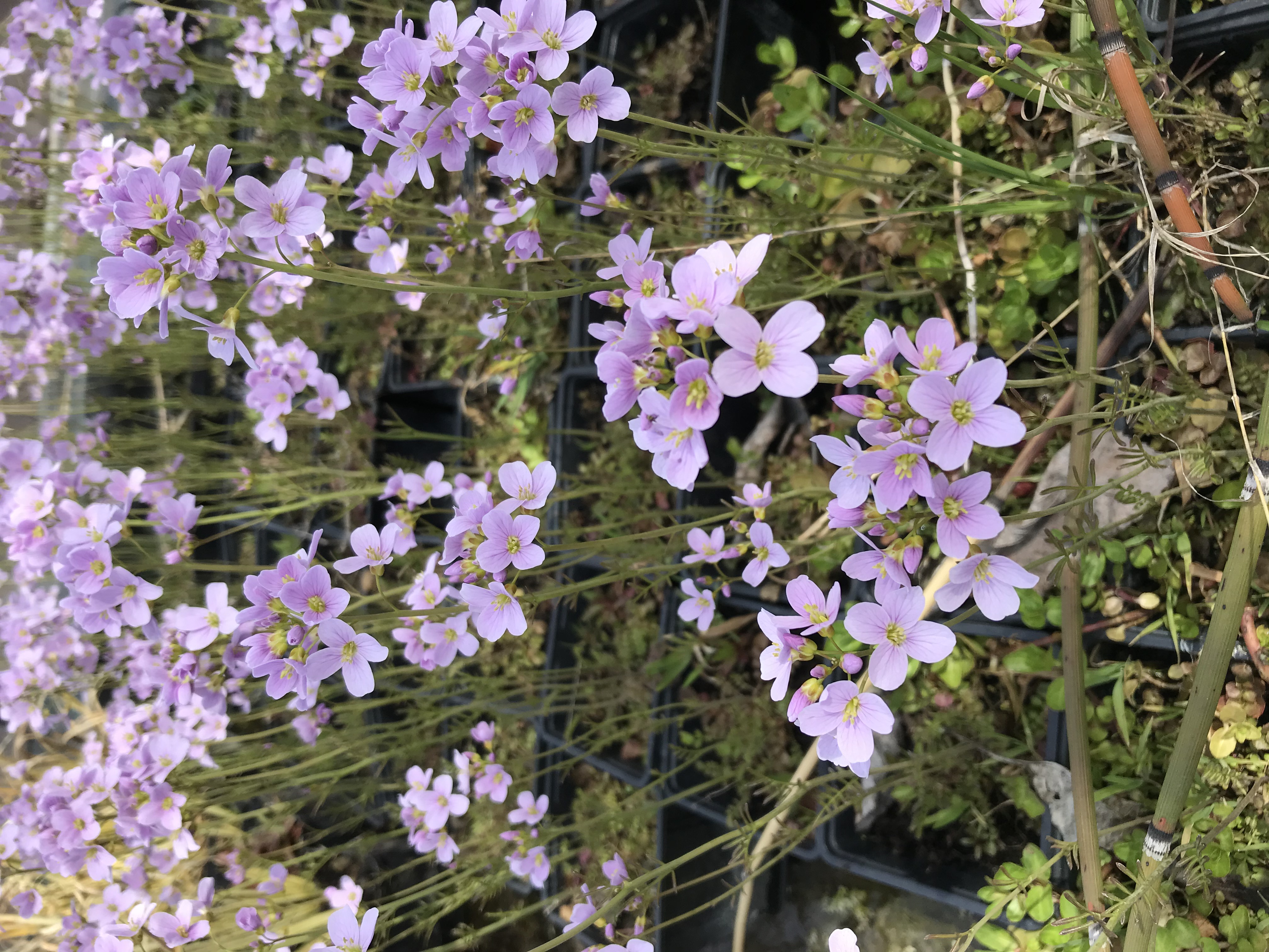 Cardamine pratensis