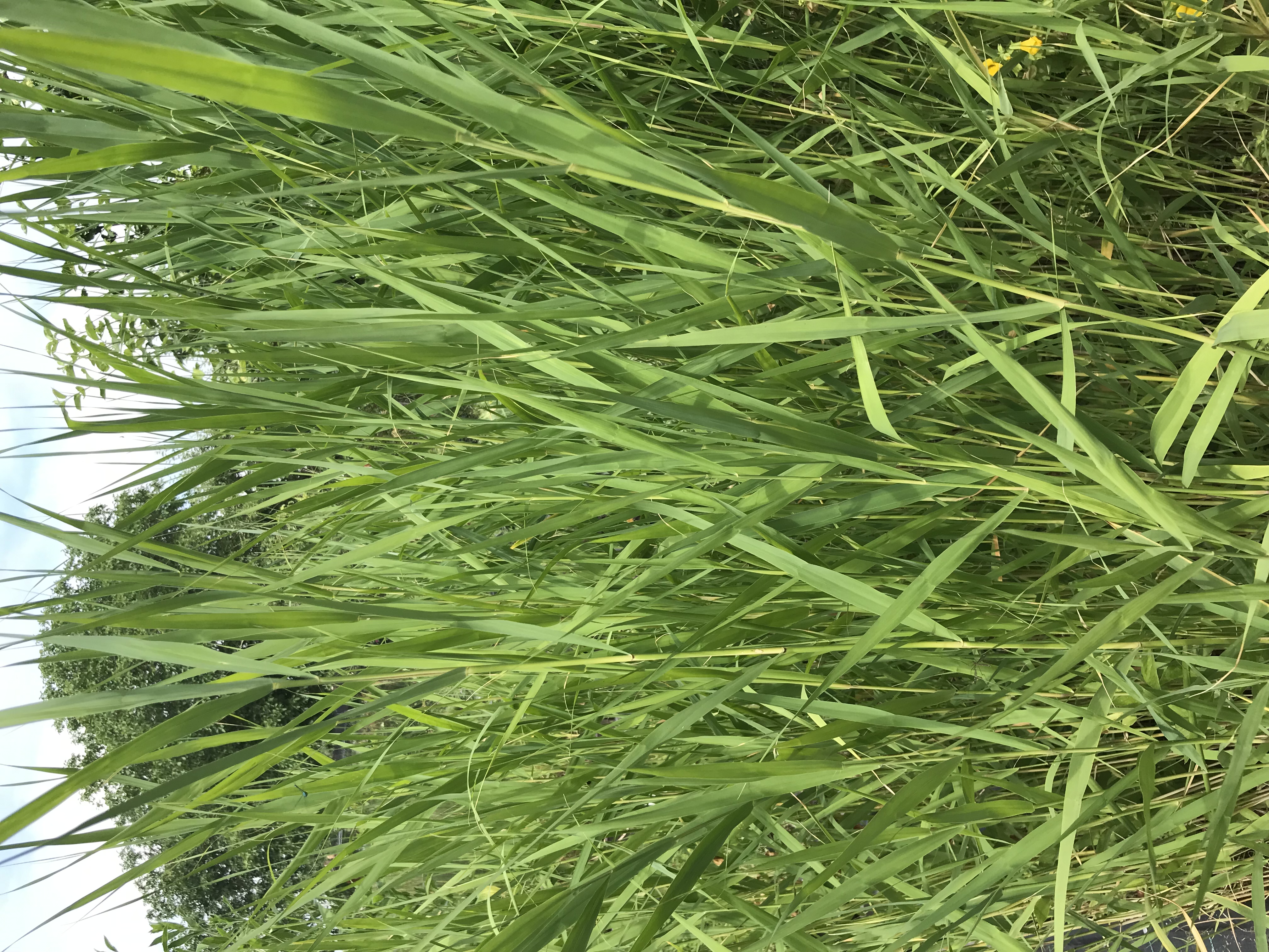 Phragmites australis