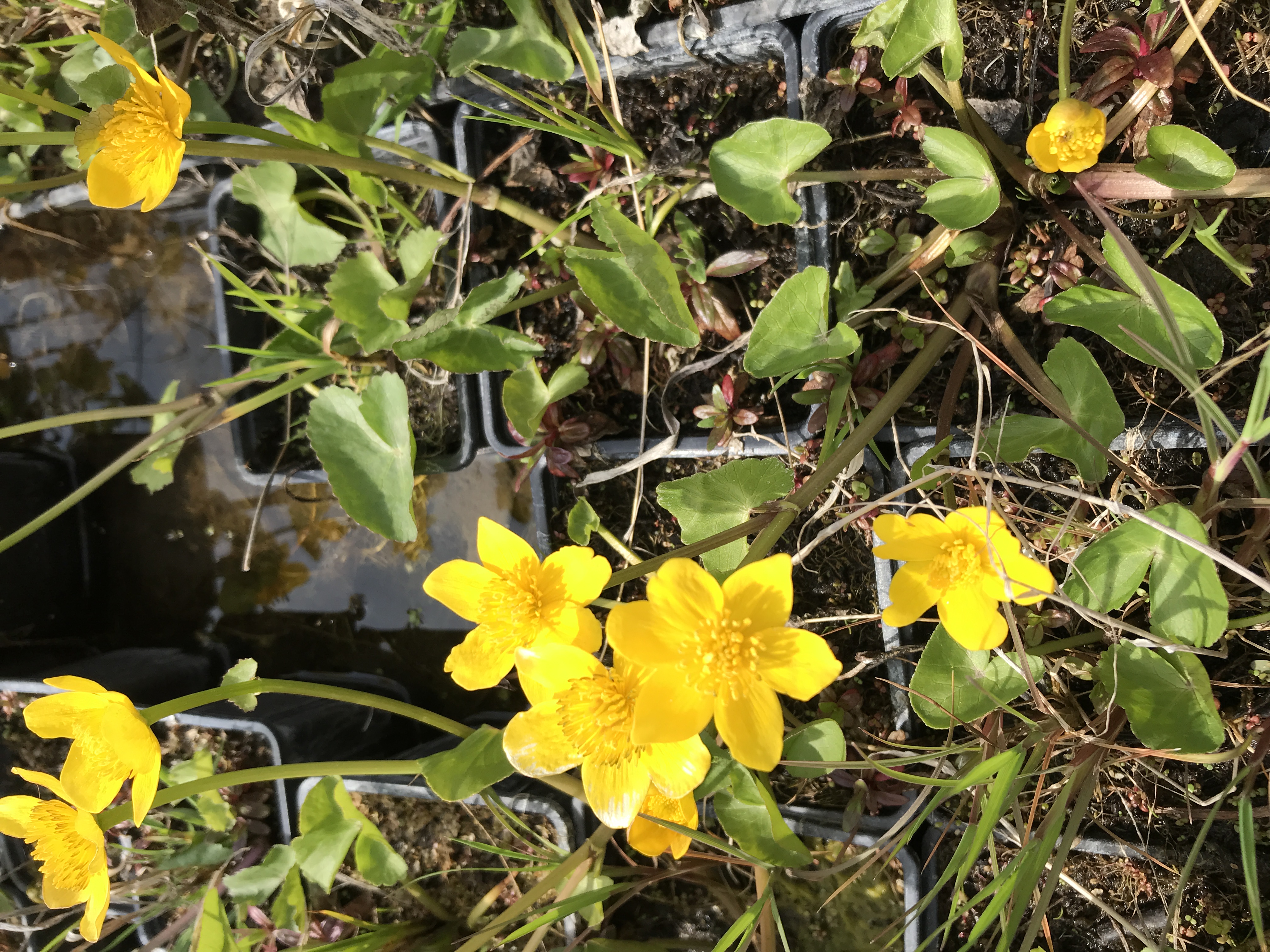Caltha palustris