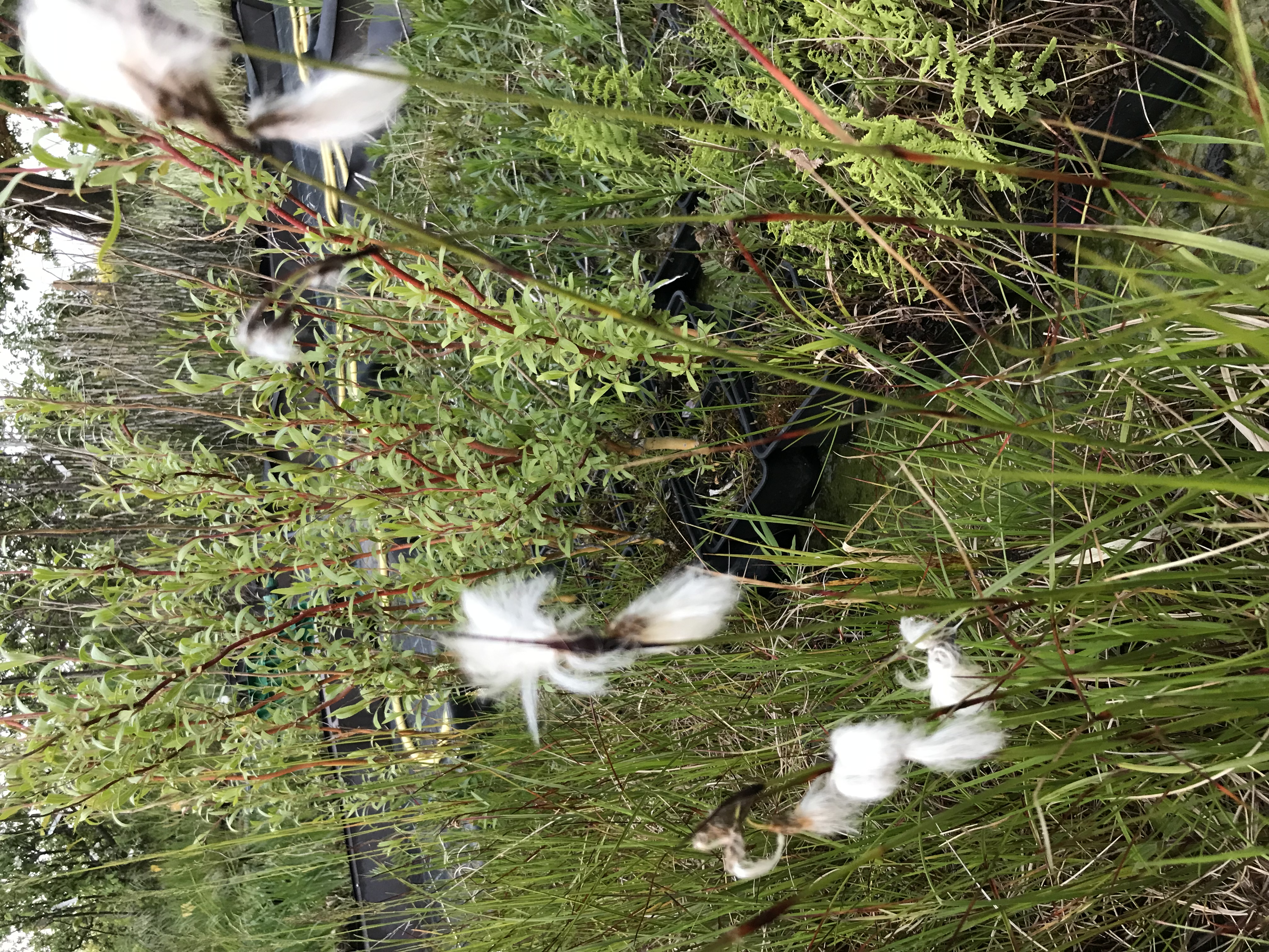Eriophorum angustifolium
