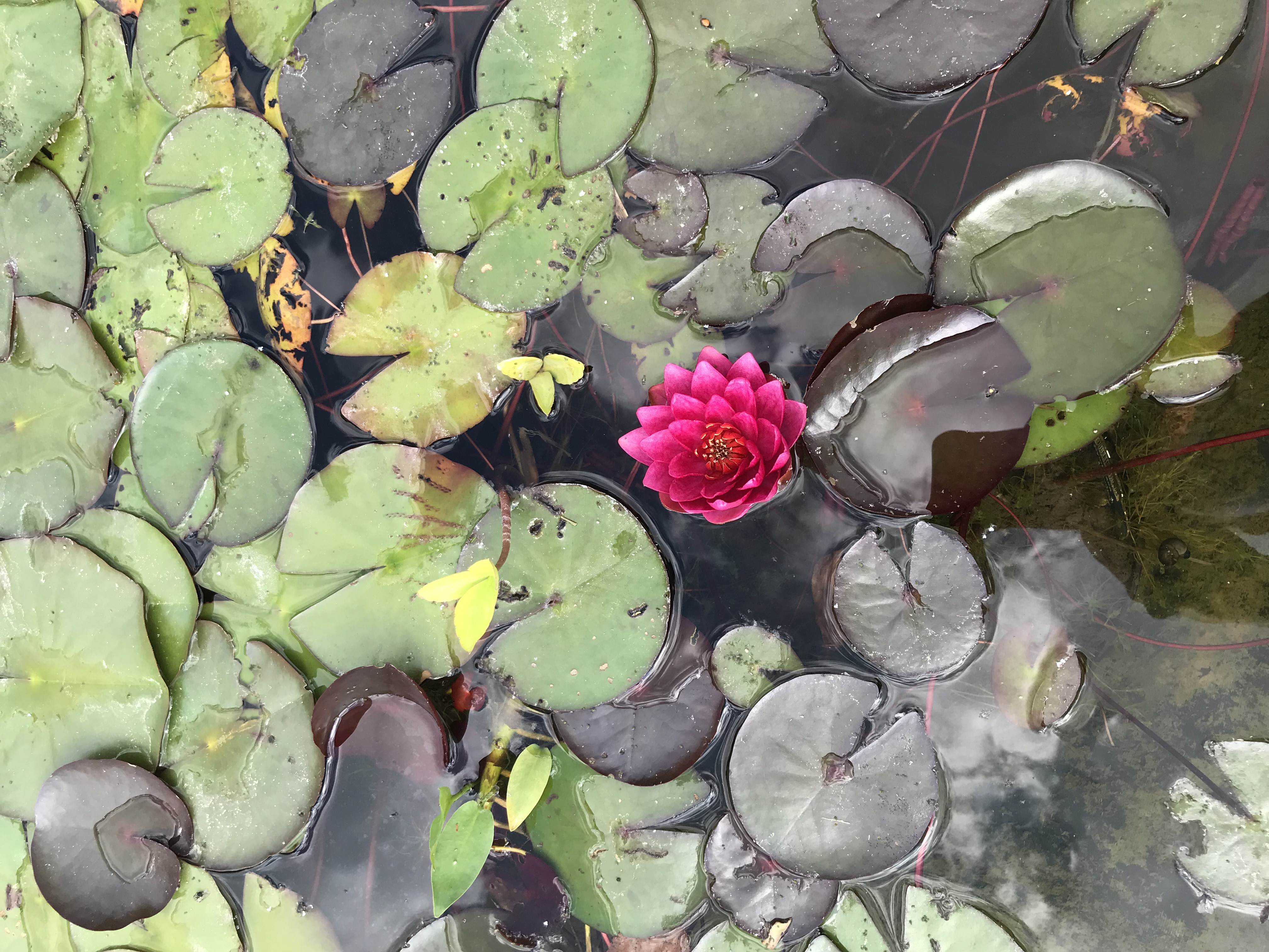 Nymphaea ´James Brydon´ 