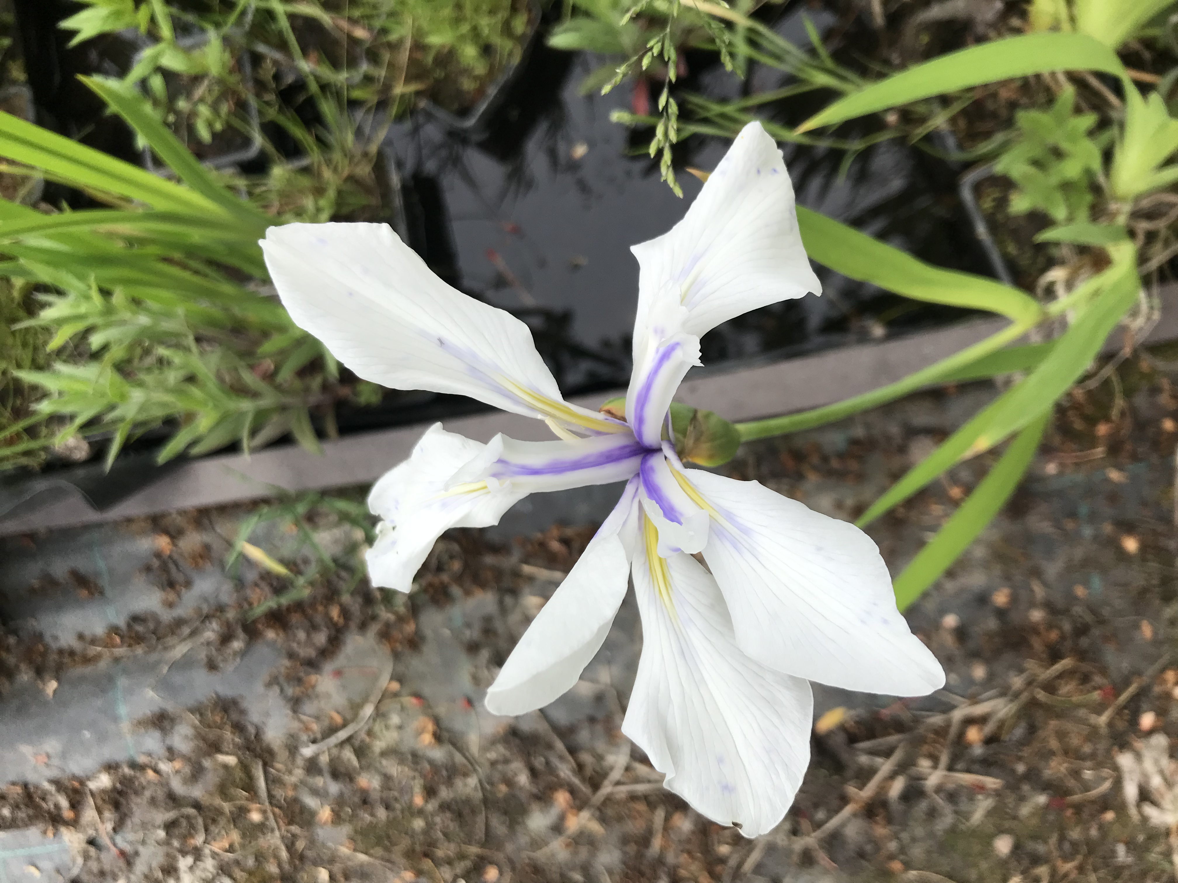 Iris laevigata ´Snowdrift´