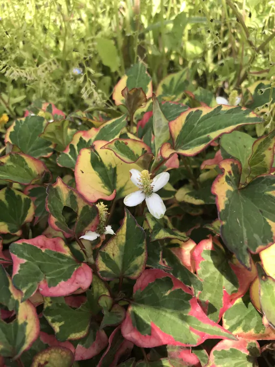 Houttuynia cordata ´Chameleon´