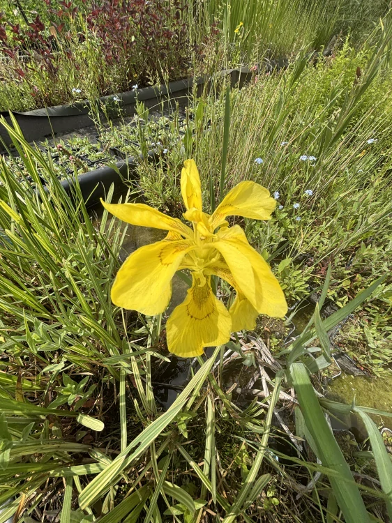 Iris pseudacorus PLENA