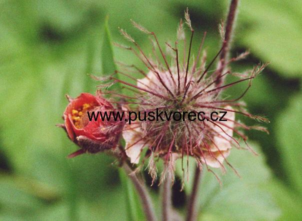 Geum rivale