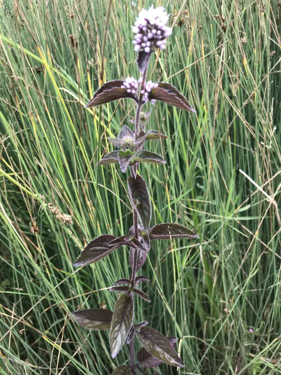 Mentha aquatica