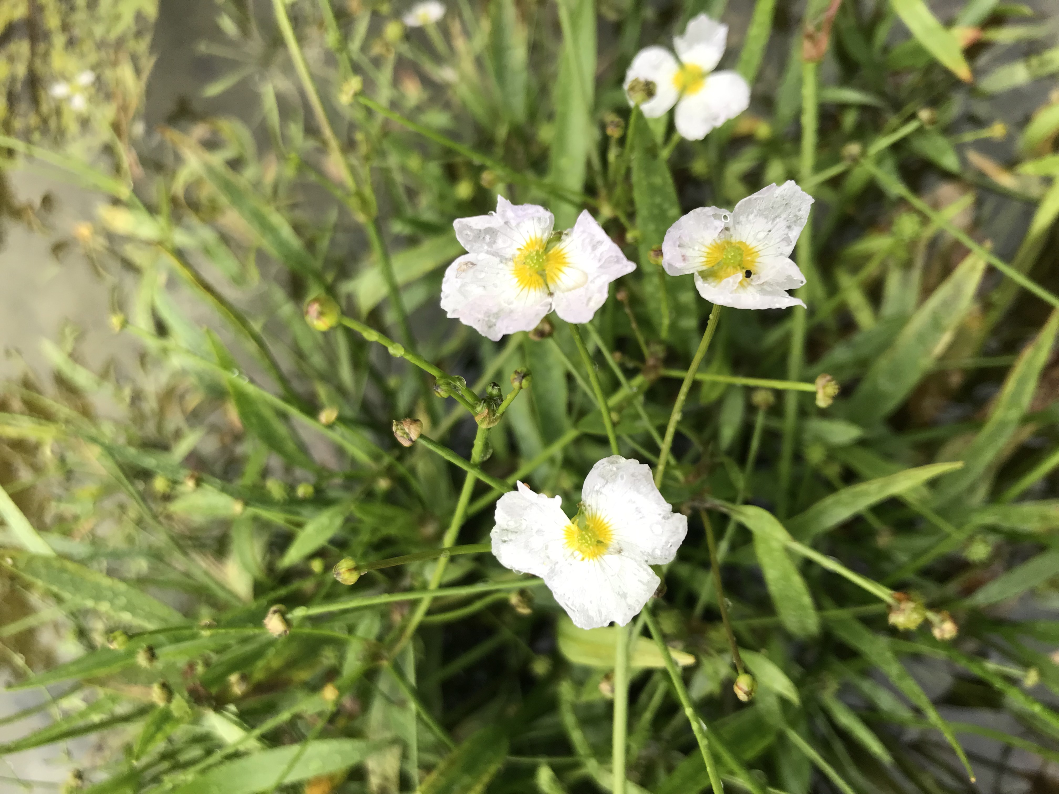 Baldelia ranunculoides