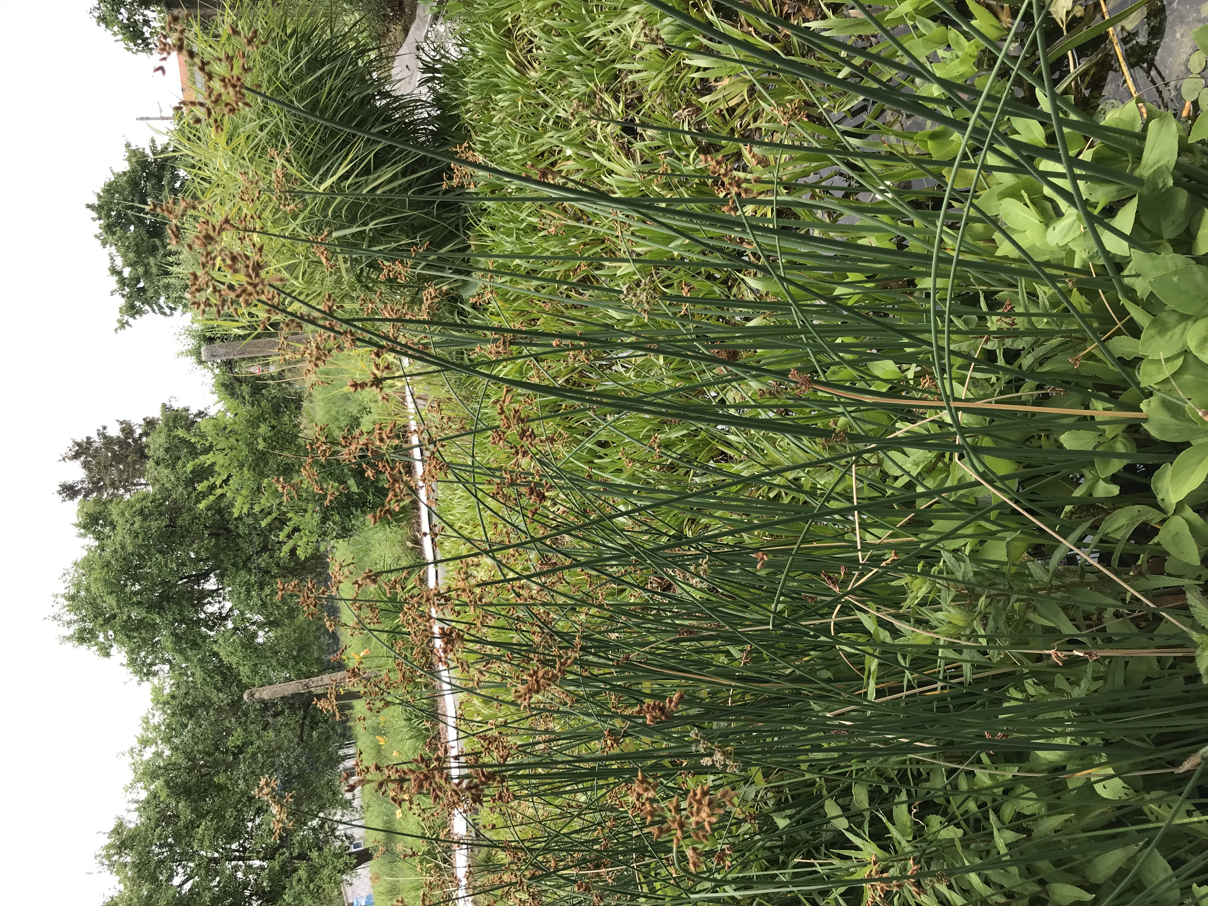 Scirpus lacustris