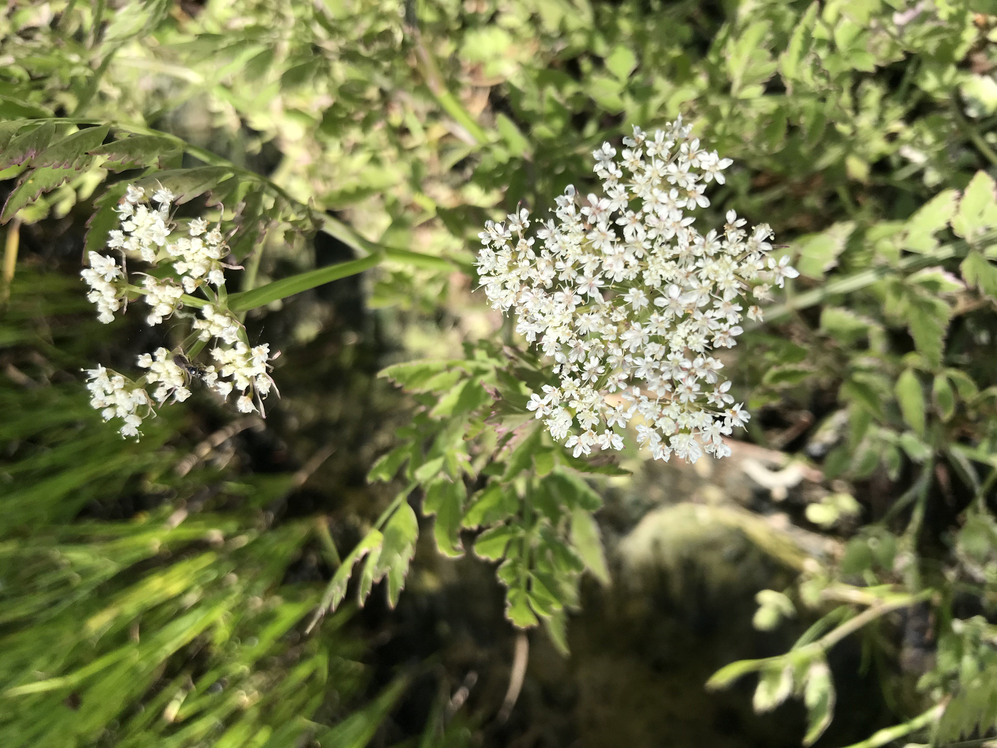 Oenanthe aquatica ´Variegatus´