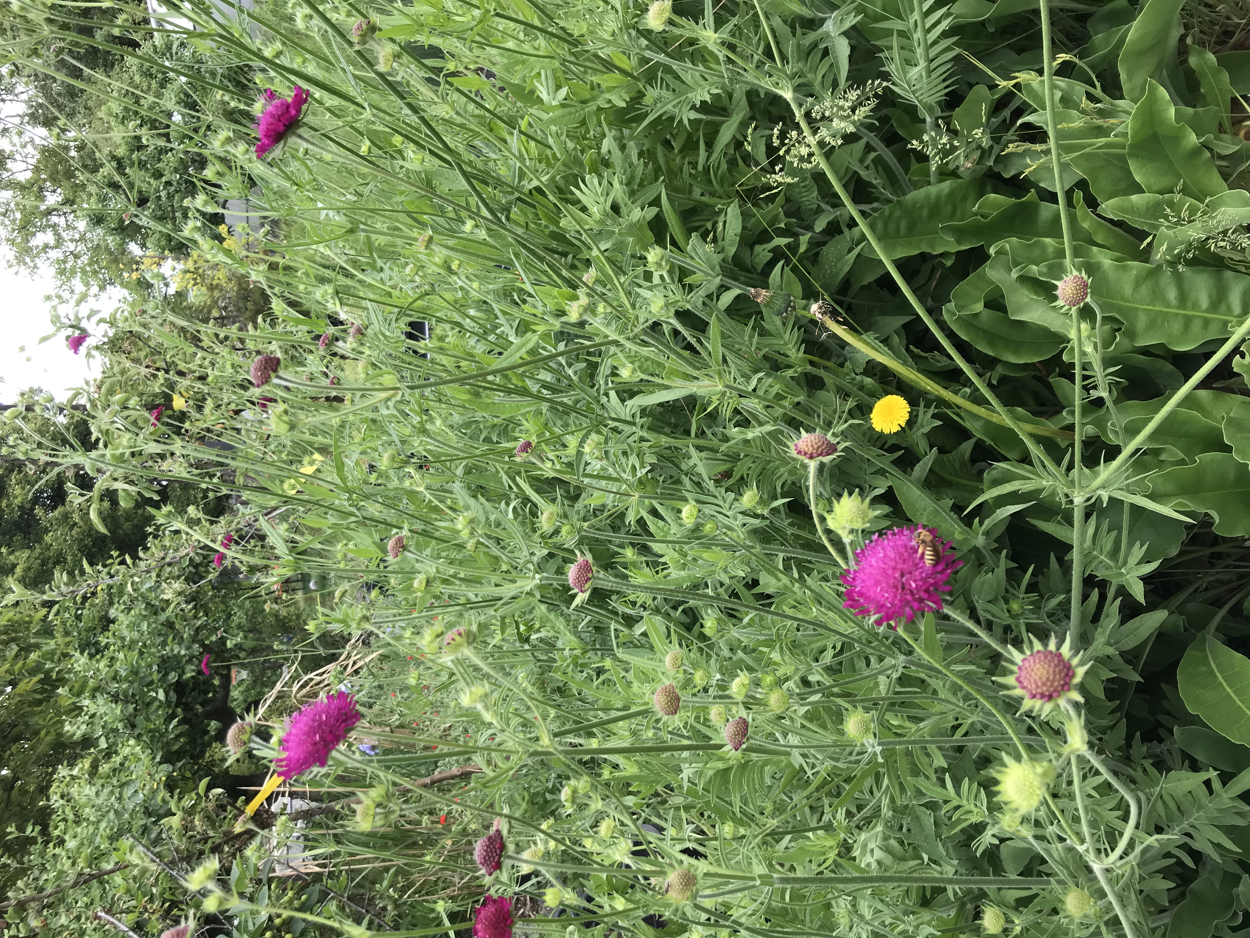 Knautia macedonica RED KNIGHT
