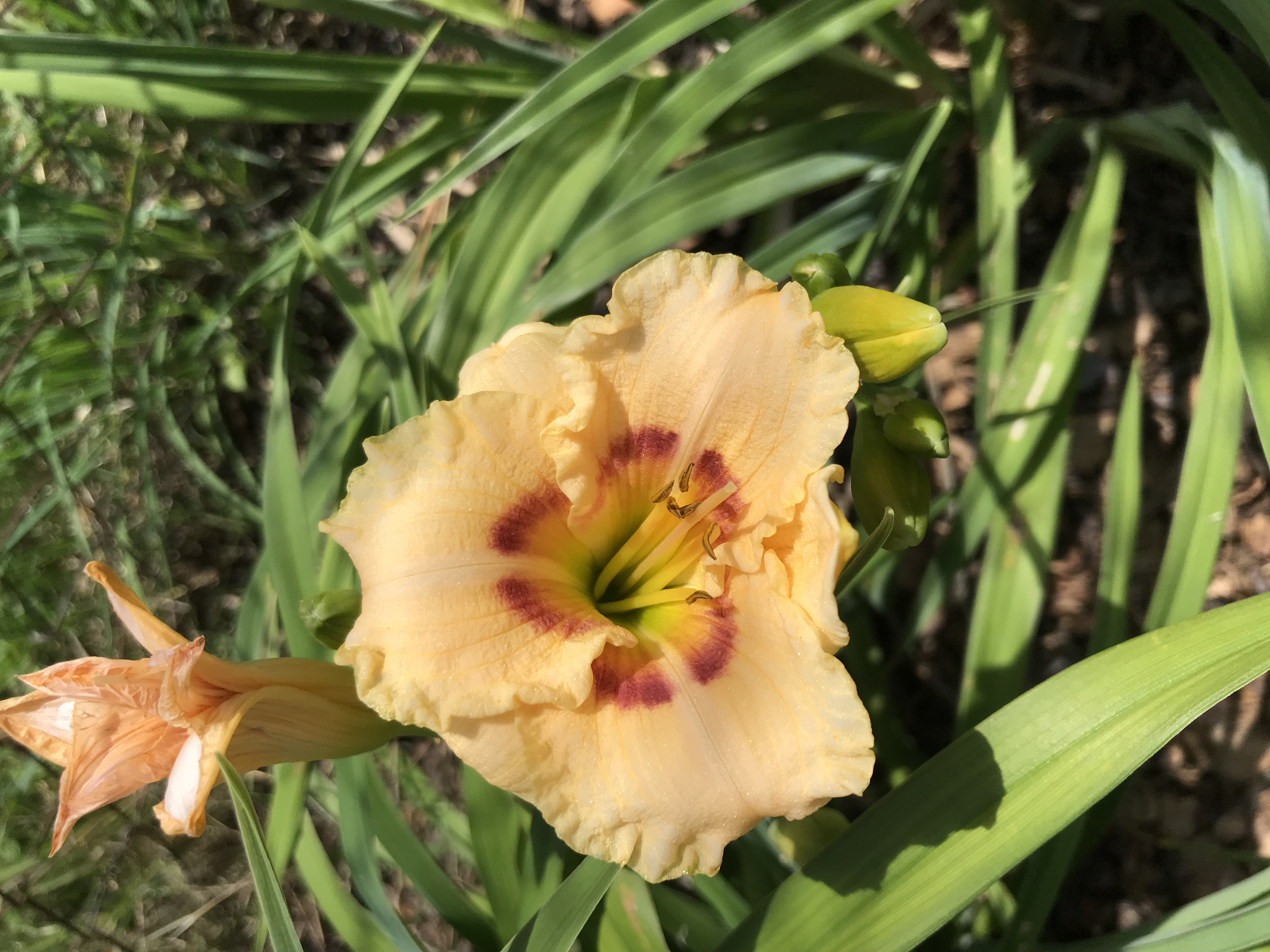 Hemerocallis SILOAM SUGAR TIME