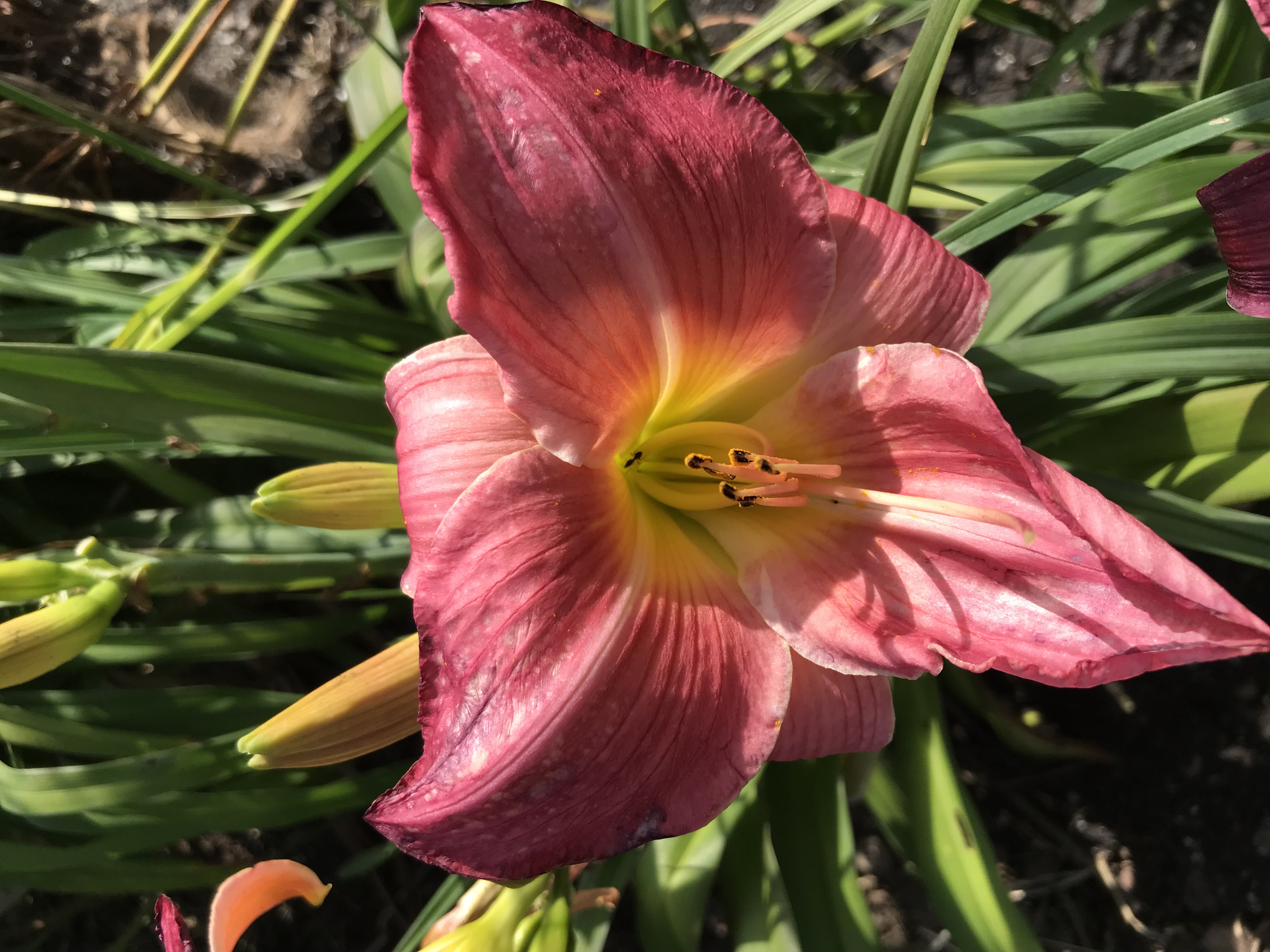 Hemerocallis SHERRY FAIR