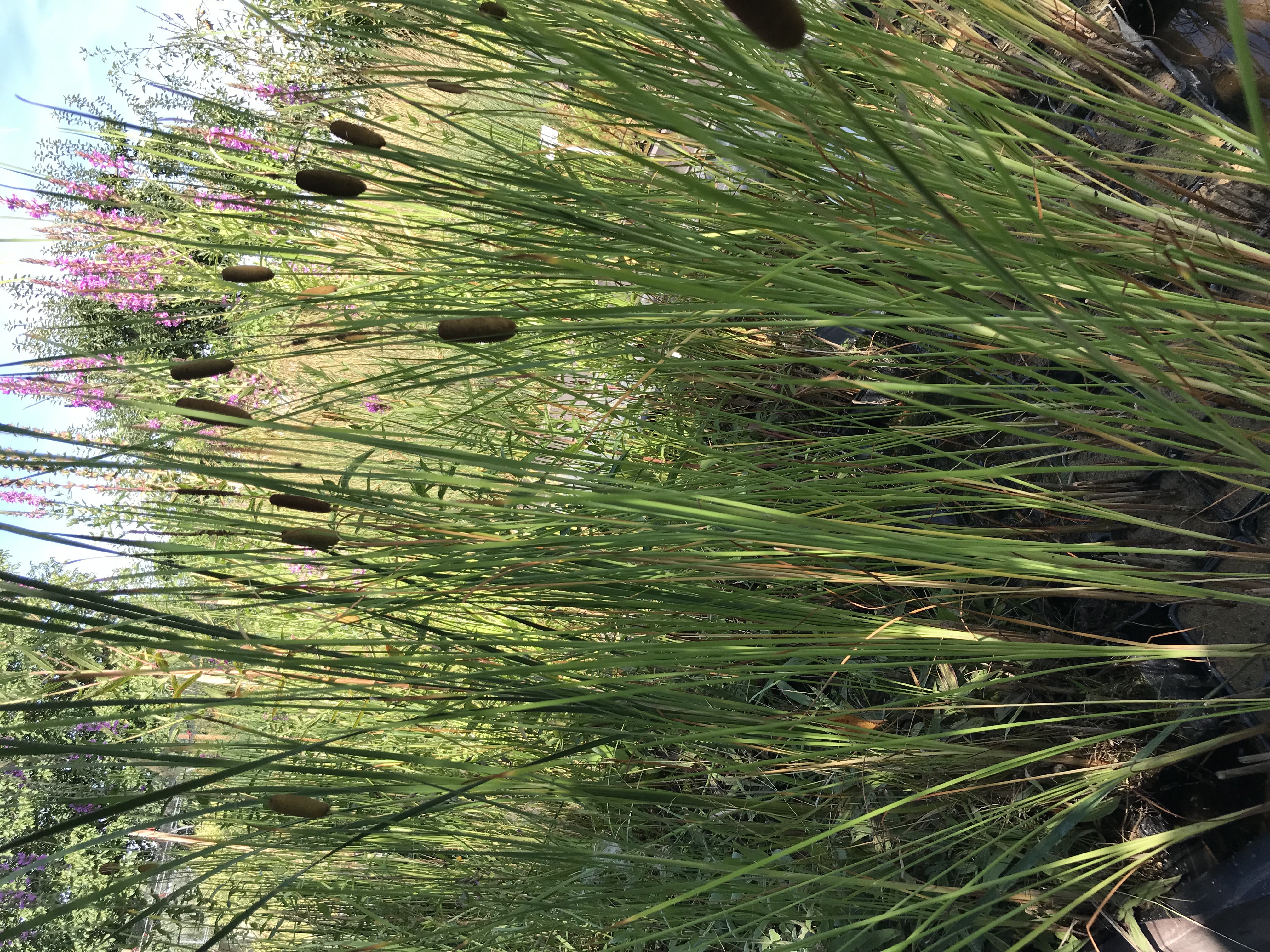 Typha laxmannii