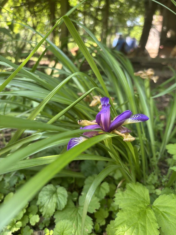 Iris graminifolia