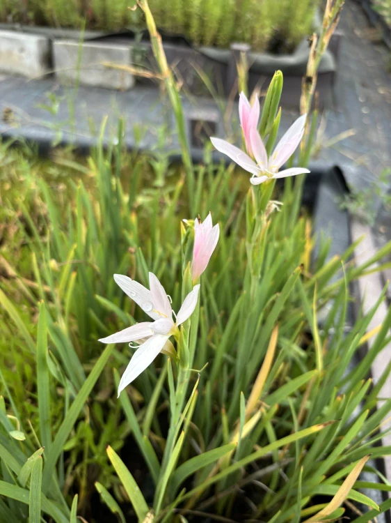 Schizostylis coccinea ALBA