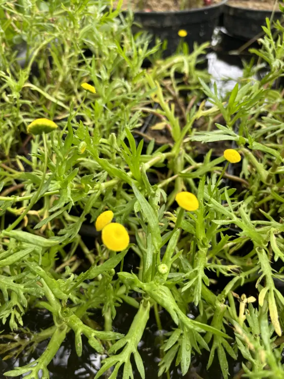 Cotula coronopifolia
