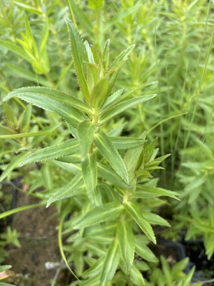 Lobelia sessilifolia