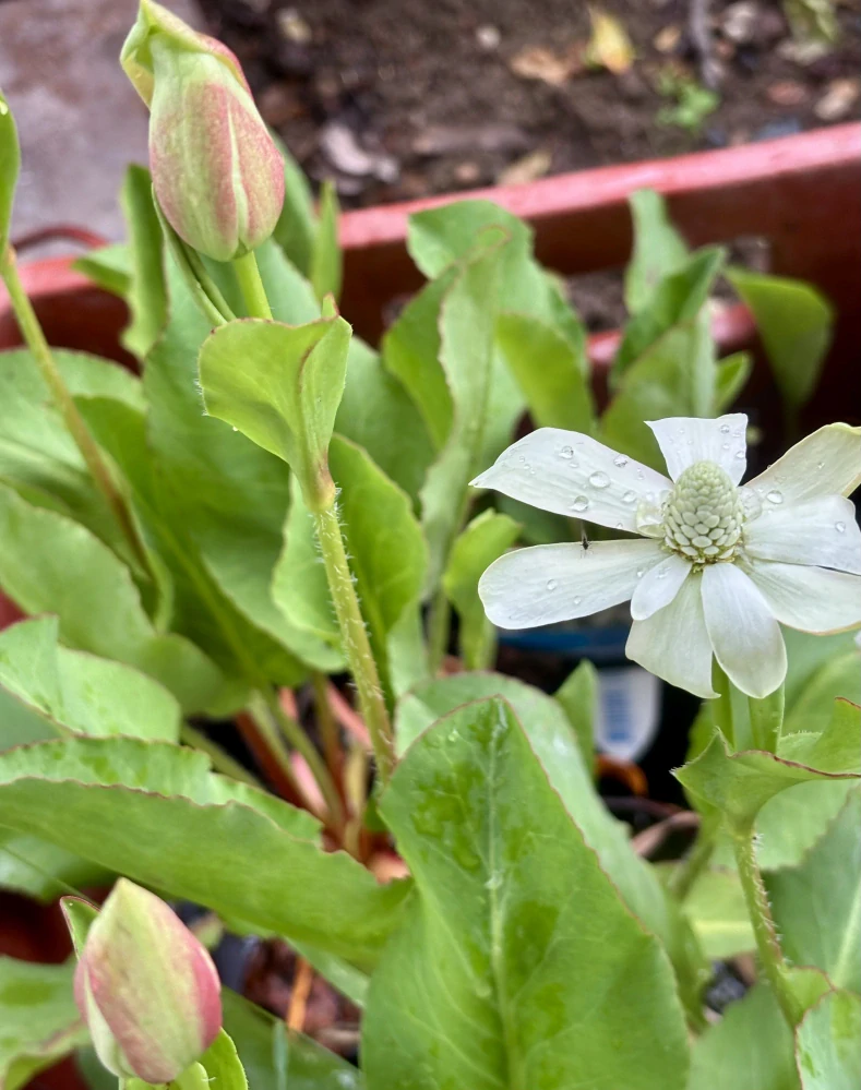 Anemopsis californica