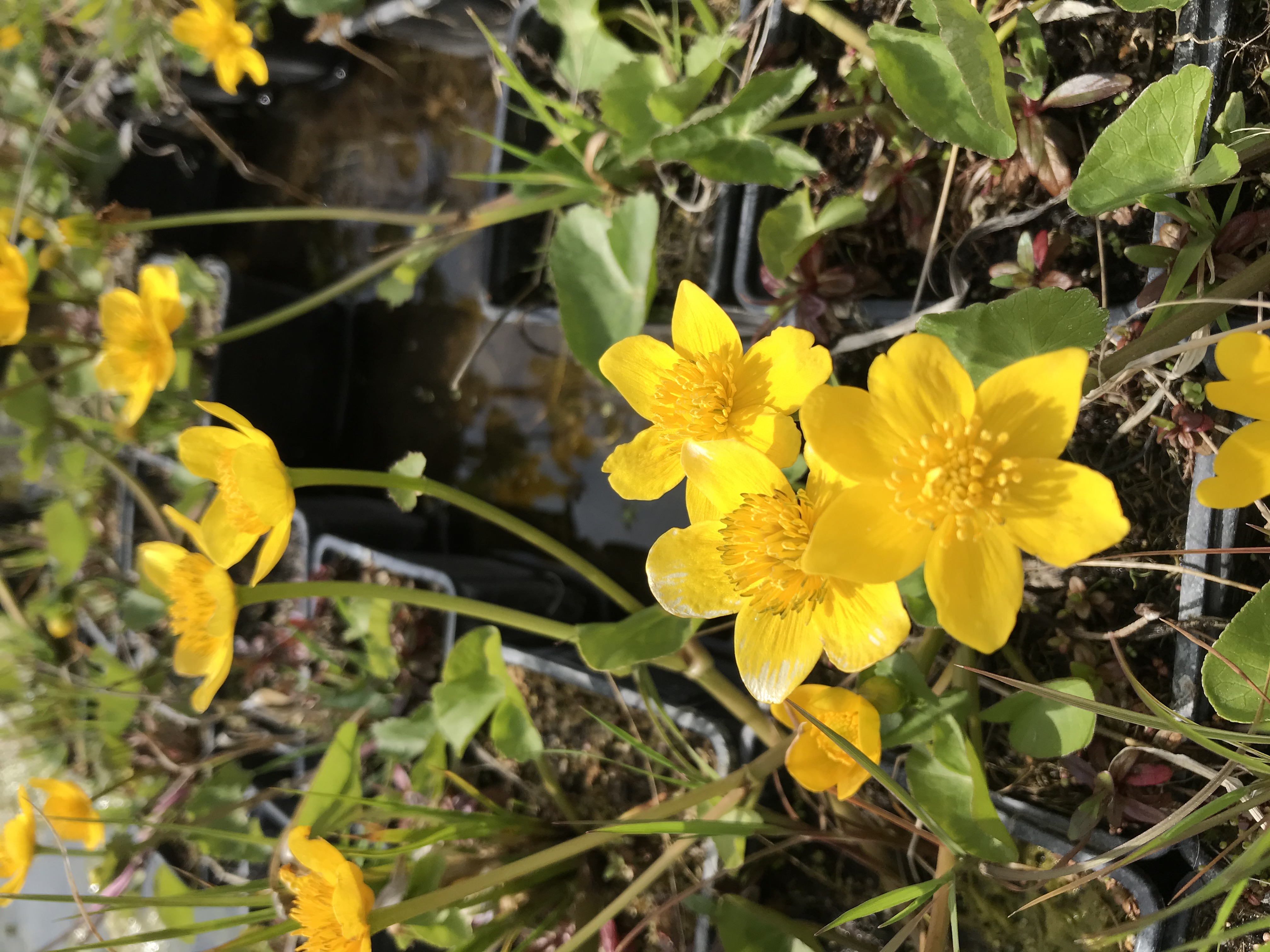 Caltha palustris