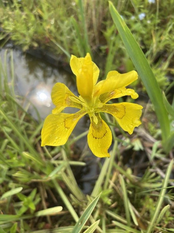 Iris pseudacorus PLENA