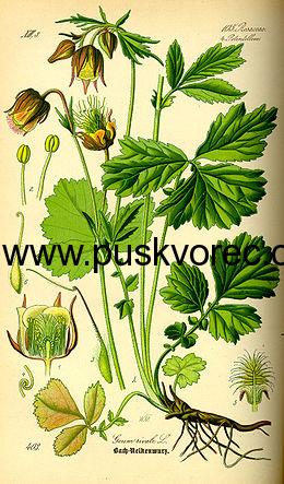 Geum rivale