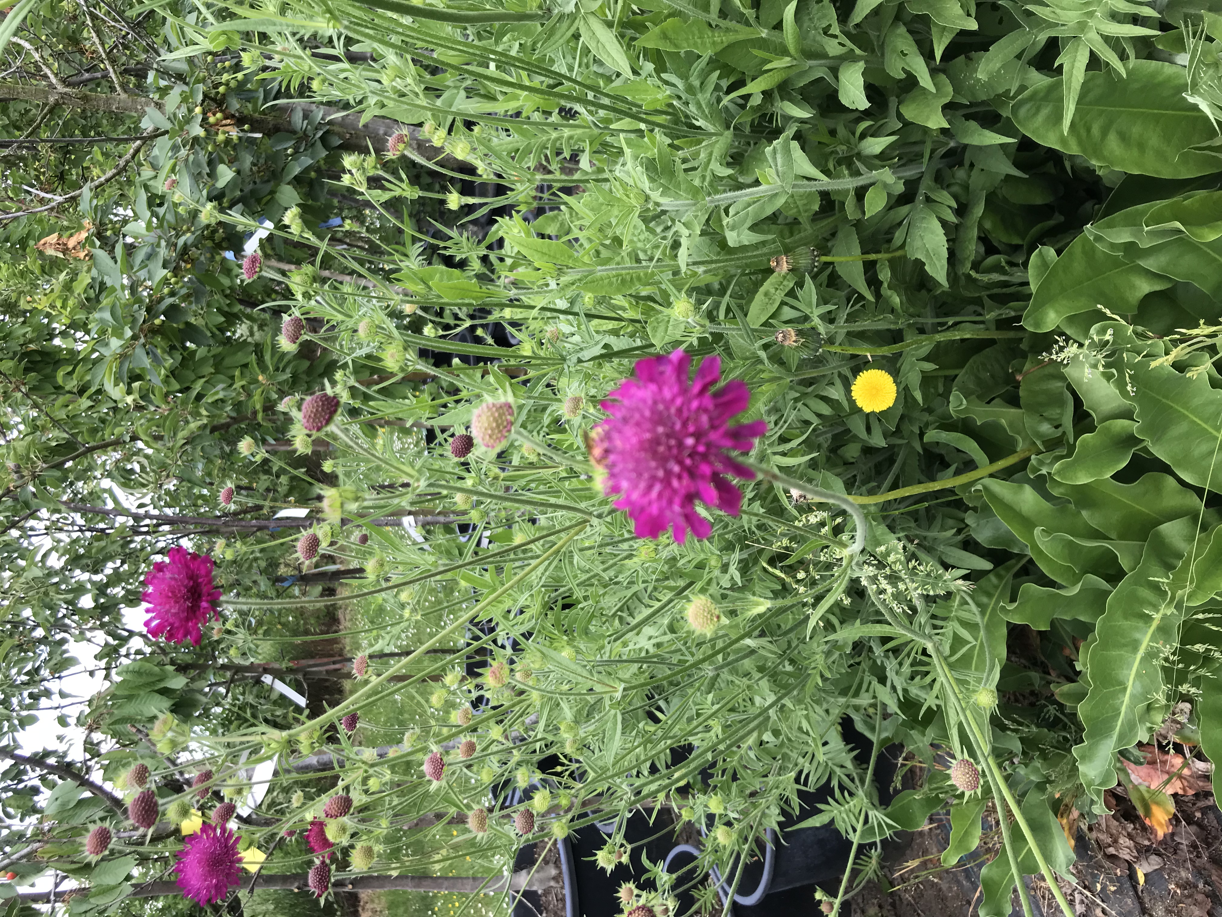 Knautia macedonica RED KNIGHT