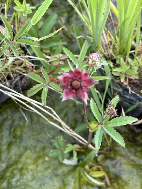 Potentilla palustris (Comarum palustre)