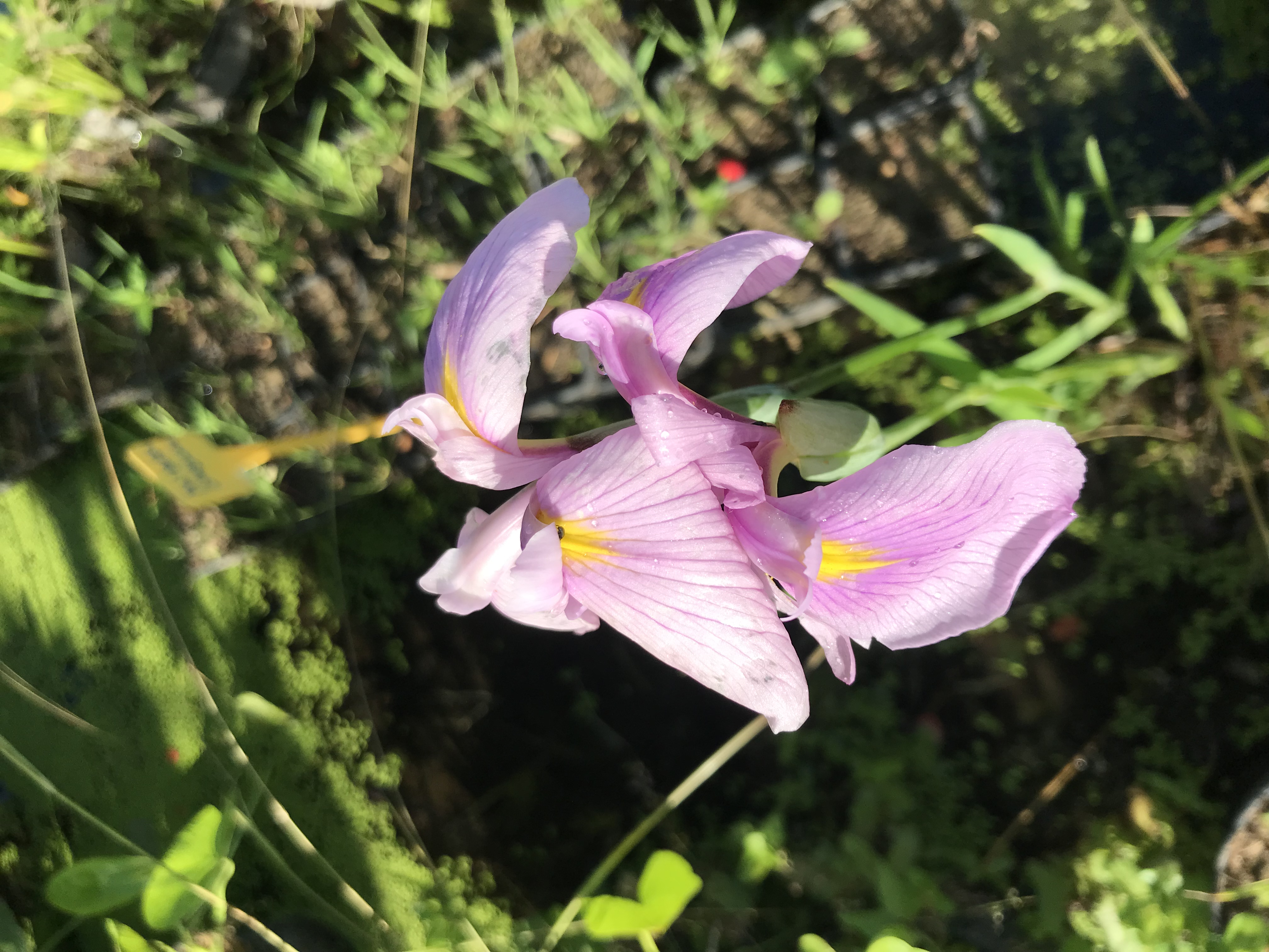 Iris laevigata ROSE QUEEN