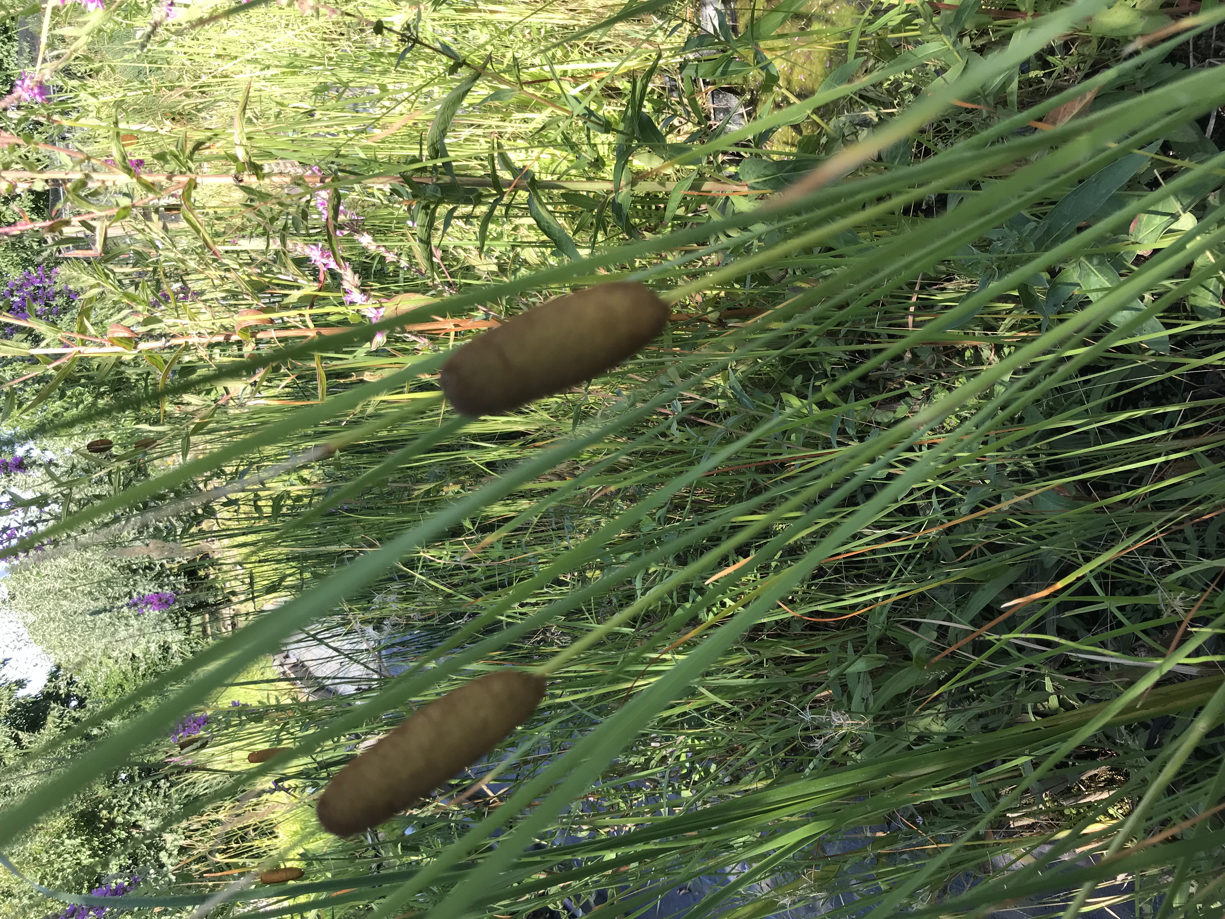 Typha laxmannii