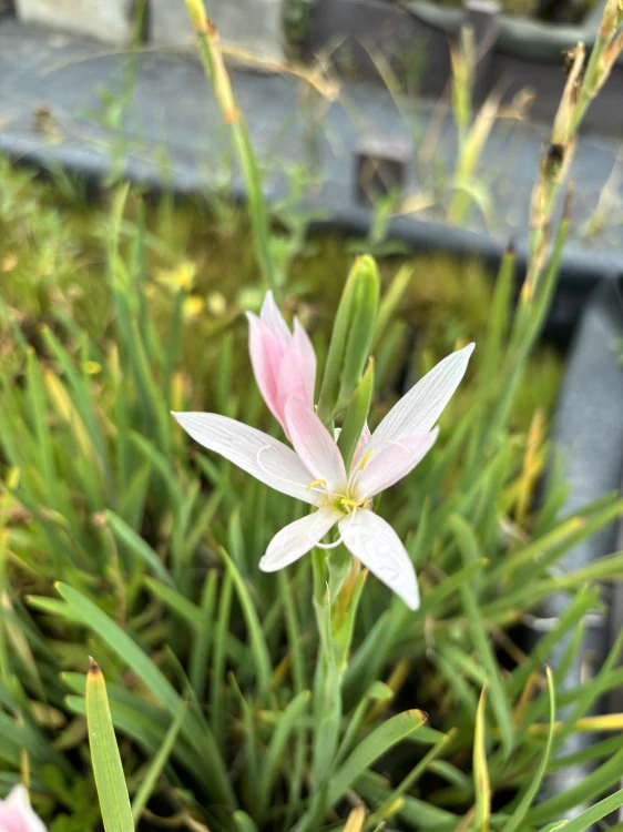 Schizostylis coccinea ALBA