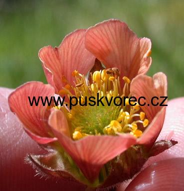 Geum rivale