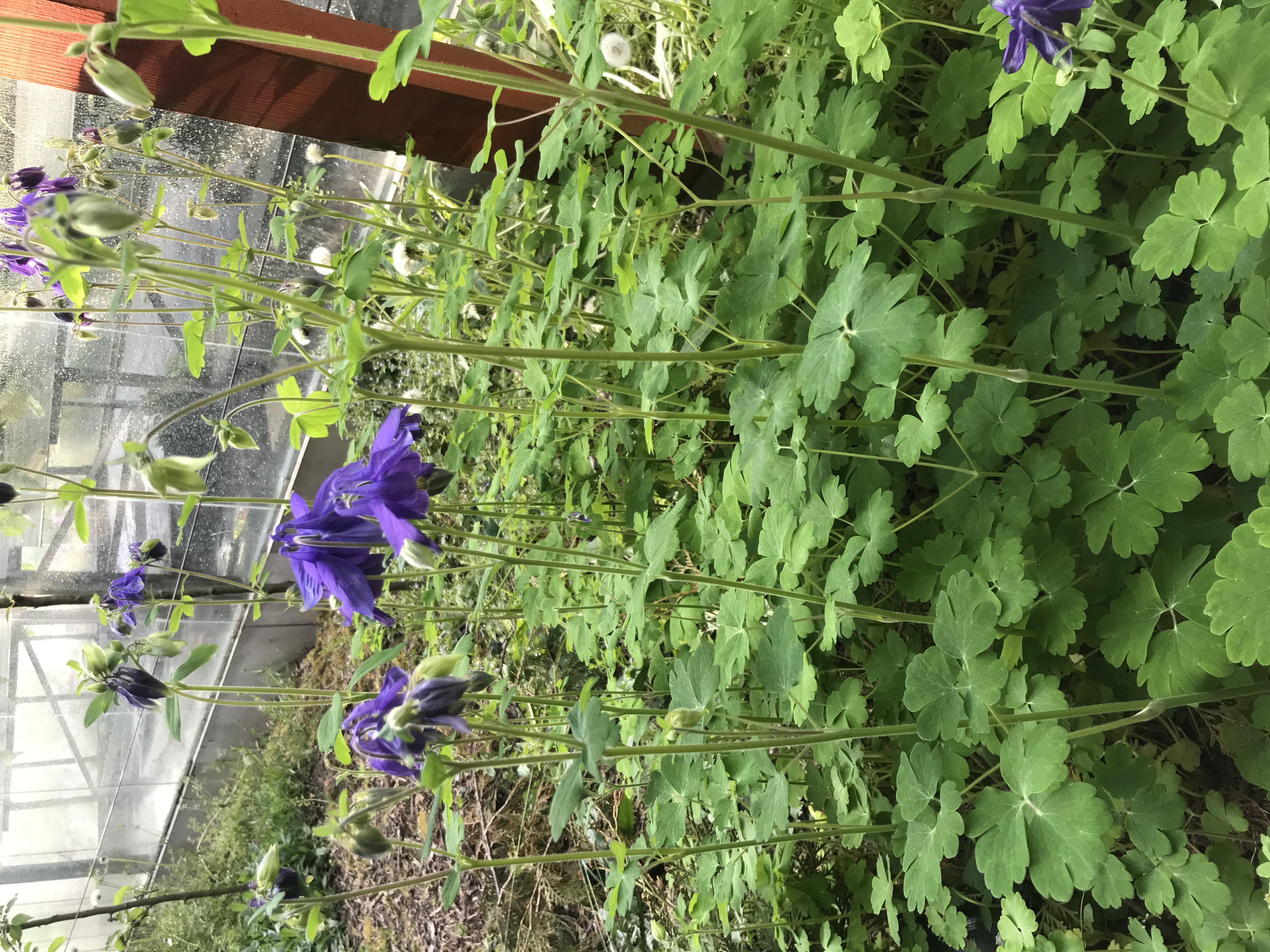 Aquilegia alpina NAVY BLUE