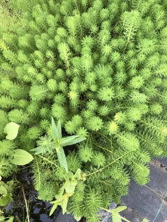 Myriophyllum crispatum
