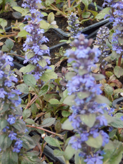 Ajuga reptans ATROPURPUREA
