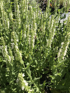 Salvia nemorosa SCHNEEHÜGEL