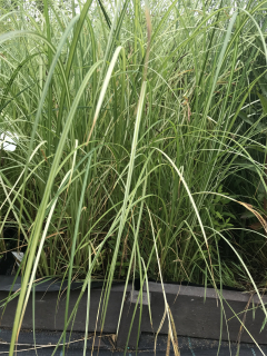 Carex riparia