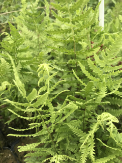 Dryopteris thelypteris