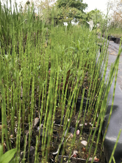 Equisetum palustre