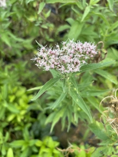 Eupatorium cannabinum