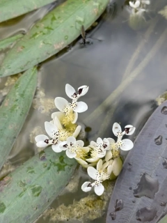 Aponogeton distachyos