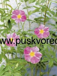 Rosa palustris