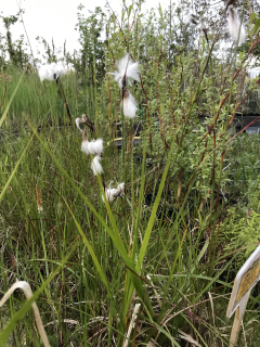 Eriophorum angustifolium