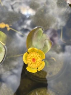 Nuphar lutea
