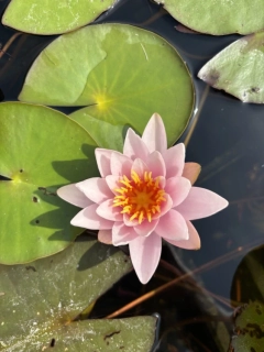 Nymphaea ´Rose Nymphe´