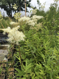 Filipendula ulmaria