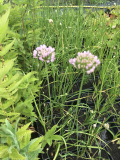 Allium palustris