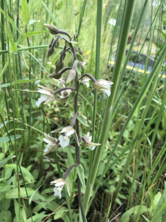 Epipactis palustris